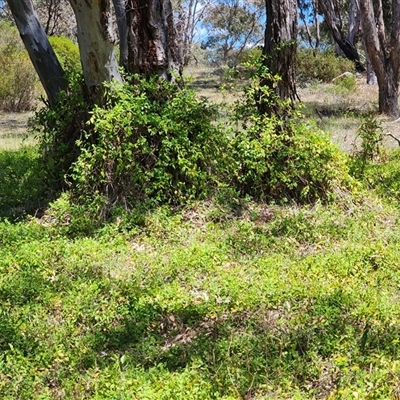 Lonicera japonica (Japanese Honeysuckle) at Farrer, ACT - 27 Oct 2024 by julielindner