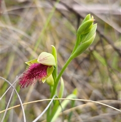 Calochilus robertsonii (Beard Orchid) at Captains Flat, NSW - 27 Oct 2024 by Csteele4