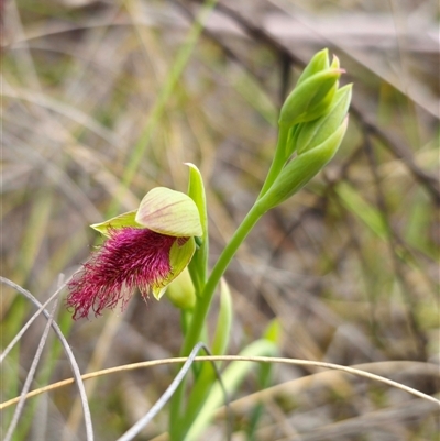 Calochilus robertsonii (Beard Orchid) at Captains Flat, NSW - 27 Oct 2024 by Csteele4