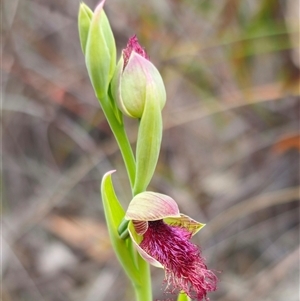 Calochilus robertsonii at suppressed - suppressed