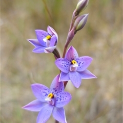 Thelymitra x truncata (Truncate Sun Orchid) at Captains Flat, NSW - 27 Oct 2024 by Csteele4