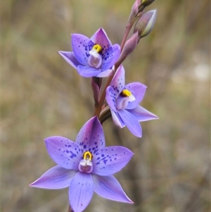 Thelymitra x truncata at Captains Flat, NSW - suppressed