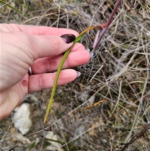 Thelymitra x truncata at Captains Flat, NSW - suppressed