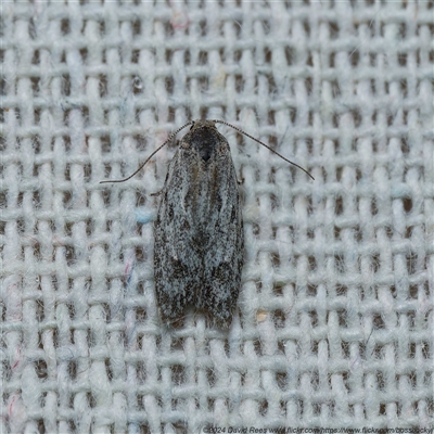 Agriophara (genus) (A concealer moth) at Harrison, ACT - 23 Oct 2024 by DPRees125