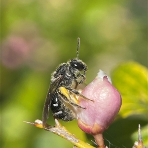 Lasioglossum (Chilalictus) sp. (genus & subgenus) at Evatt, ACT - 27 Oct 2024 12:59 PM