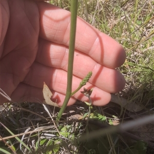 Microtis sp. at Mullion, NSW - 27 Oct 2024