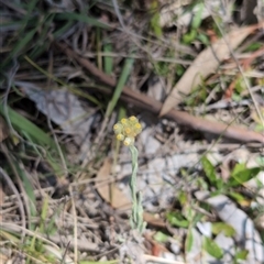 Pseudognaphalium luteoalbum (Jersey Cudweed) at Mullion, NSW - 27 Oct 2024 by Wildlifewarrior80