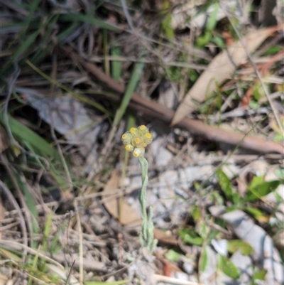 Pseudognaphalium luteoalbum (Jersey Cudweed) at Mullion, NSW - 27 Oct 2024 by Wildlifewarrior80