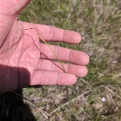 Microtis sp. (Onion Orchid) at Mullion, NSW - 27 Oct 2024 by Wildlifewarrior80