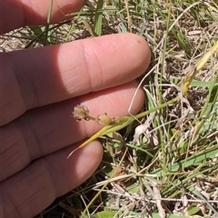 Wurmbea dioica subsp. dioica (Early Nancy) at Mullion, NSW - 27 Oct 2024 by Wildlifewarrior80