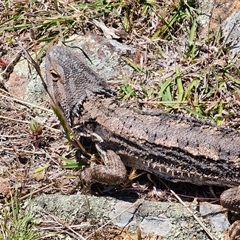 Pogona barbata (Eastern Bearded Dragon) at Whitlam, ACT - 26 Oct 2024 by AlisonMilton