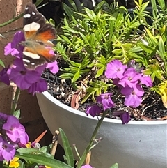 Vanessa itea (Yellow Admiral) at Yass, NSW - 28 Sep 2024 by Synelg