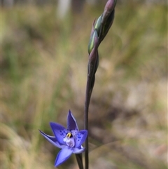 Thelymitra simulata (Graceful Sun-orchid) at Captains Flat, NSW - 27 Oct 2024 by Csteele4