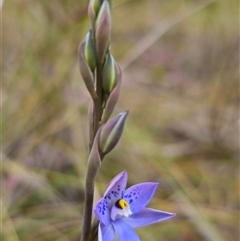 Thelymitra simulata at Captains Flat, NSW - 27 Oct 2024