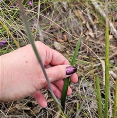 Thelymitra simulata at Captains Flat, NSW - 27 Oct 2024