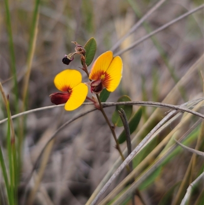 Bossiaea prostrata (Creeping Bossiaea) at Captains Flat, NSW - 27 Oct 2024 by Csteele4