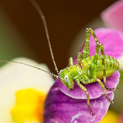 Caedicia simplex (Common Garden Katydid) at Weston, ACT - 26 Oct 2024 by Kenp12