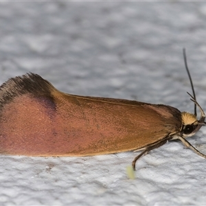 Delexocha ochrocausta at Melba, ACT - 25 Oct 2024