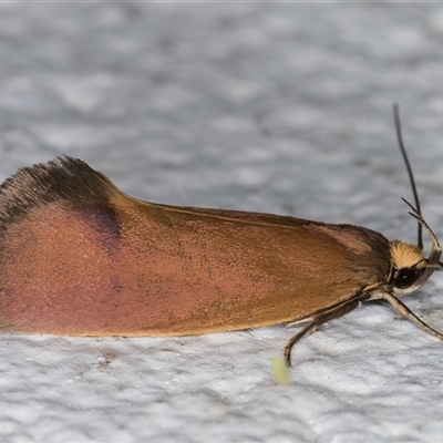 Delexocha ochrocausta (Chezala Group) at Melba, ACT - 25 Oct 2024 by kasiaaus