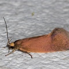 Delexocha ochrocausta at Melba, ACT - 25 Oct 2024