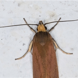 Delexocha ochrocausta at Melba, ACT - 25 Oct 2024