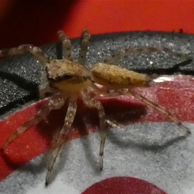 Helpis sp. (genus) (Unidentified Bronze Jumping Spider) at Queanbeyan, NSW - 23 Oct 2024 by Paul4K