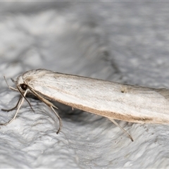 Philobota productella (Pasture Tunnel Moth) at Melba, ACT - 25 Oct 2024 by kasiaaus