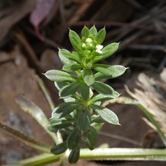 Galium aparine at Queanbeyan West, NSW - 21 Oct 2024 by Paul4K