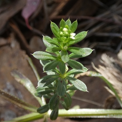 Galium aparine at Queanbeyan West, NSW - 21 Oct 2024 by Paul4K