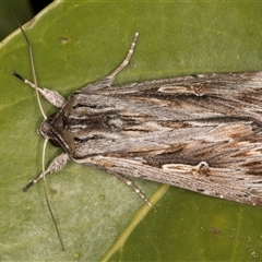 Persectania ewingii (Southern Armyworm) at Melba, ACT - 25 Oct 2024 by kasiaaus