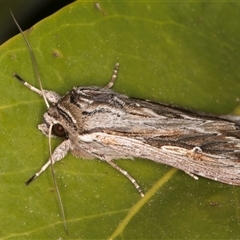 Persectania ewingii at Melba, ACT - 25 Oct 2024