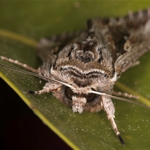 Persectania ewingii at Melba, ACT - 25 Oct 2024 10:04 PM