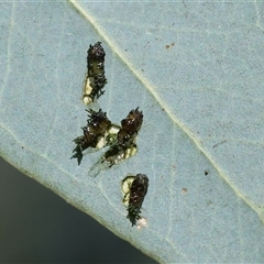 Gonipterini sp. (tribe) (A weevil) at Wodonga, VIC - 27 Oct 2024 by KylieWaldon