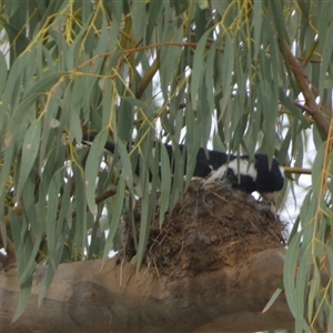 Grallina cyanoleuca at Queanbeyan West, NSW - 27 Oct 2024 07:12 AM