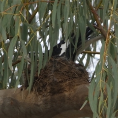 Grallina cyanoleuca at Queanbeyan West, NSW - 27 Oct 2024 07:12 AM