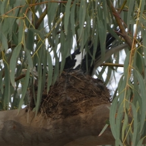 Grallina cyanoleuca at Queanbeyan West, NSW - 27 Oct 2024