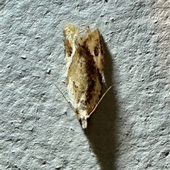 Euphona euphona (A Tortricid moth) at Pebbly Beach, NSW - 22 Oct 2024 by Pirom