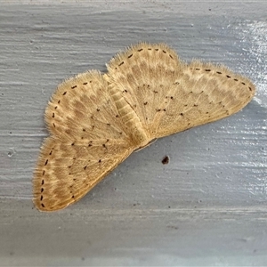 Idaea philocosma at Ainslie, ACT - 26 Oct 2024 02:55 PM