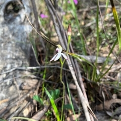 Caladenia moschata (Musky Caps) at Wee Jasper, NSW - 27 Oct 2024 by courtneyb