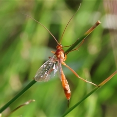 Ichneumonidae (family) (Unidentified ichneumon wasp) at Wodonga, VIC - 27 Oct 2024 by KylieWaldon