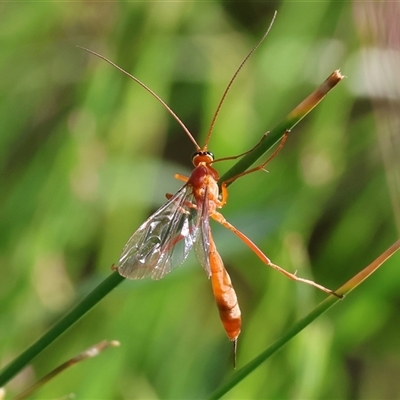 Ichneumonidae (family) (Unidentified ichneumon wasp) at Wodonga, VIC - 27 Oct 2024 by KylieWaldon