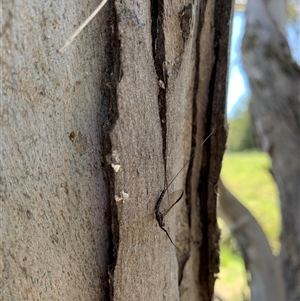 Ephemeroptera (order) at Yass, NSW - 27 Oct 2024 02:41 PM