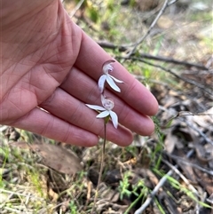 Caladenia moschata (Musky Caps) at Wee Jasper, NSW - 27 Oct 2024 by courtneyb