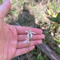 Caladenia moschata (Musky Caps) at Wee Jasper, NSW - 26 Oct 2024 by courtneyb