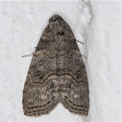 Calathusa sp nr dispila at Melba, ACT - 26 Oct 2024 by kasiaaus