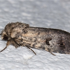 Thoracolopha verecunda (A Noctuid moth (Acronictinae)) at Melba, ACT - 26 Oct 2024 by kasiaaus