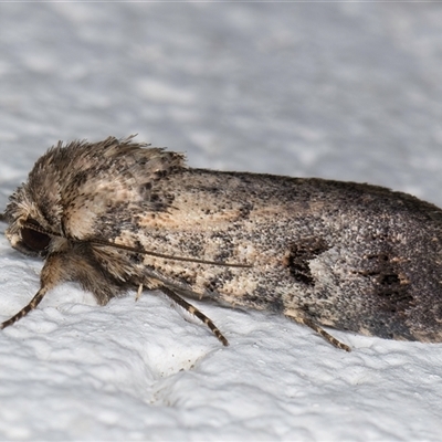 Thoracolopha verecunda (A Noctuid moth (Acronictinae)) at Melba, ACT - 26 Oct 2024 by kasiaaus