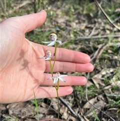 Caladenia moschata (Musky Caps) at Wee Jasper, NSW - 27 Oct 2024 by courtneyb