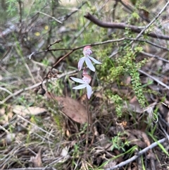 Caladenia moschata (Musky Caps) at Wee Jasper, NSW - 27 Oct 2024 by courtneyb