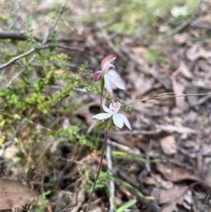 Caladenia moschata at Wee Jasper, NSW - suppressed